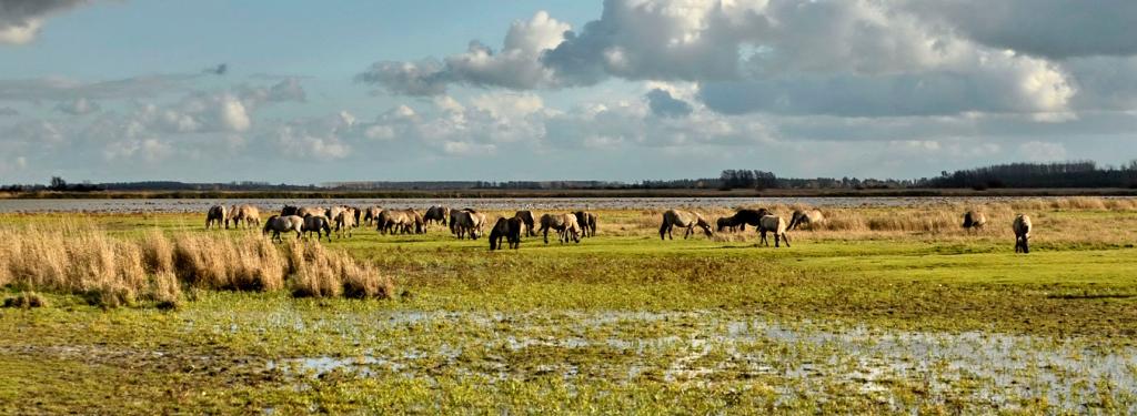 Espace naturel du camping de Lauwersoog aux Pays-Bas